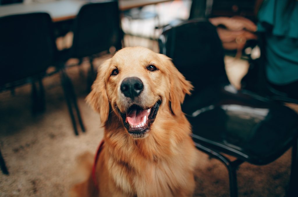 Golden Retriever – bystry pies myśliwski i wierny przyjaciel rodziny