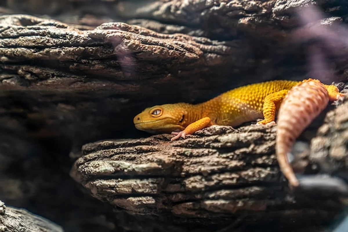 Gekon lamparci Eublepharis macularius na suchych łąkach i pustyniach Azji