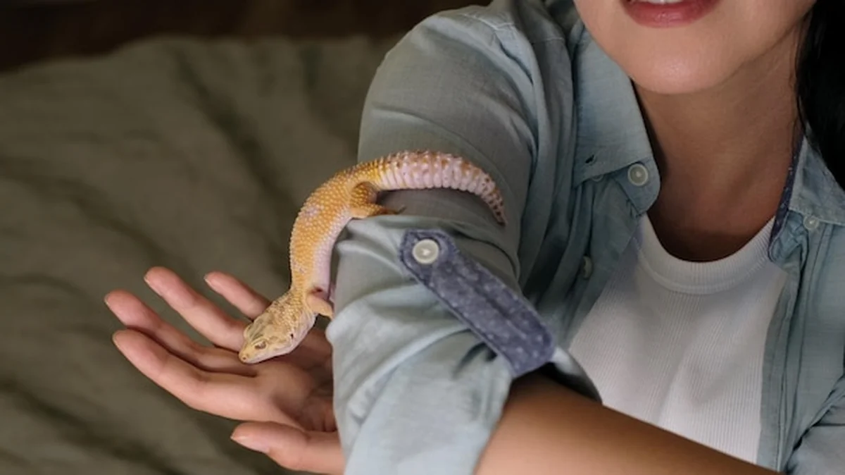 Gekon leopard spoczywa na rękawie uśmiechniętej kobiety