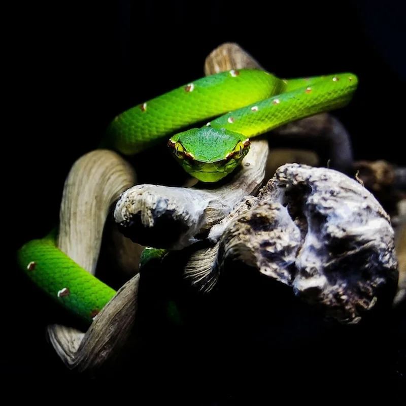 Czy zaskroniec gryzie? Warto wiedzieć o tym wężu