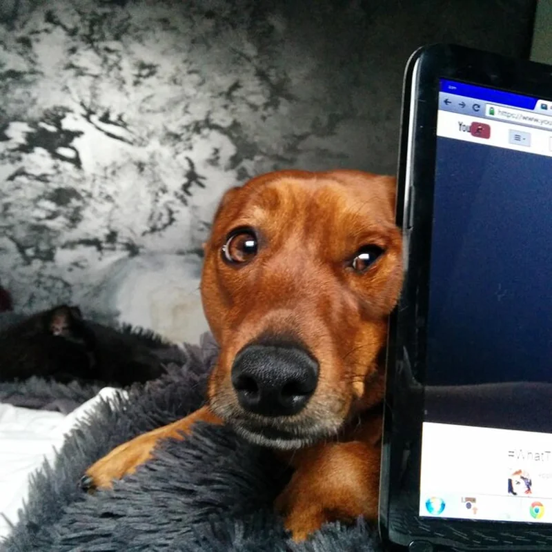 Pies leżący na łóżku