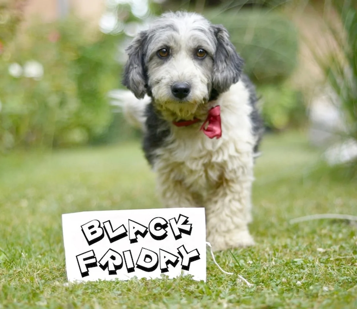 Słodki czarno-biały adoptowany pies obok papieru z tekstem „April”