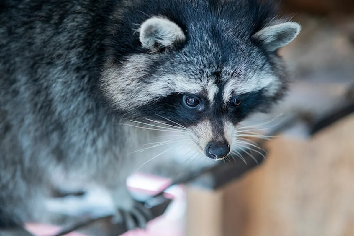 Portret pięknego szopa w domu