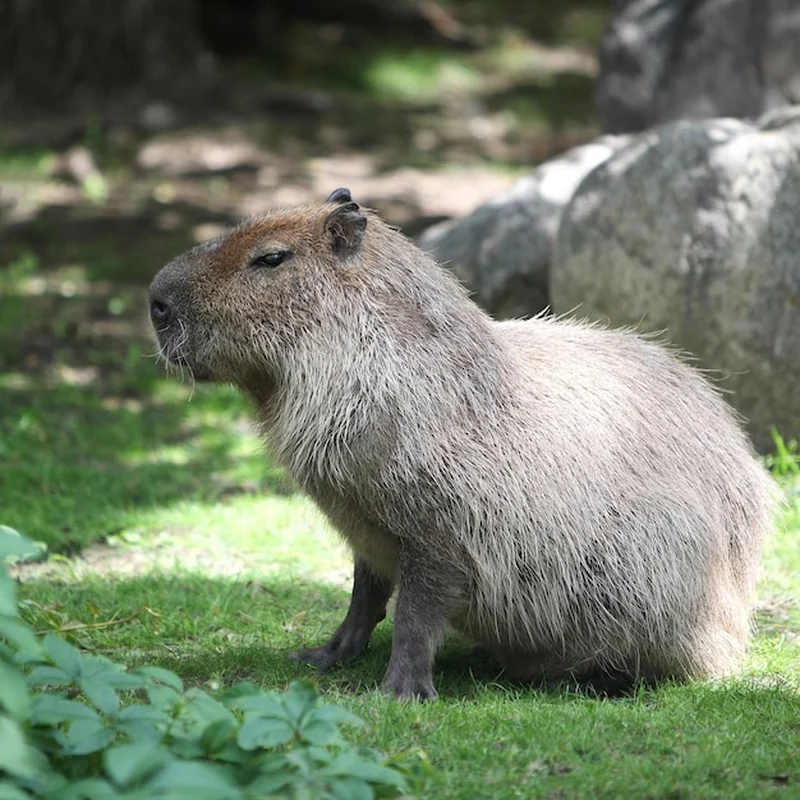 Kapibara cena – ile kosztuje największy gryzoń świata?