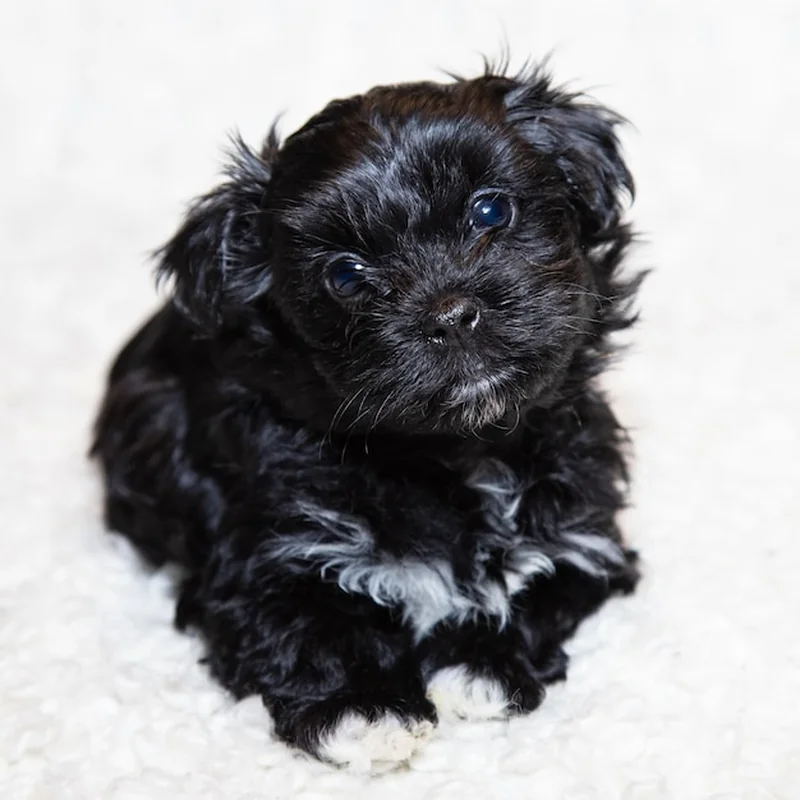 Portret szczeniaka małej rasy psa