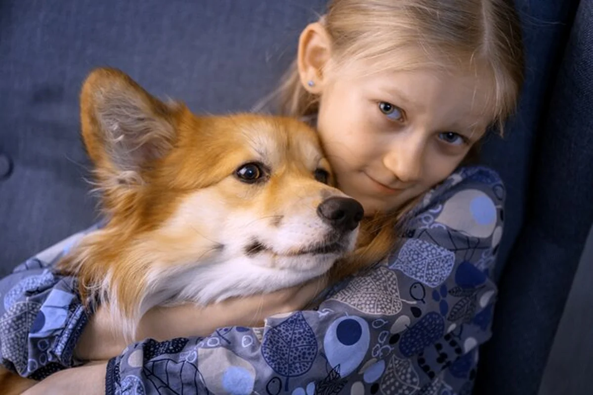 Mała dziewczynka i puszyste corgi