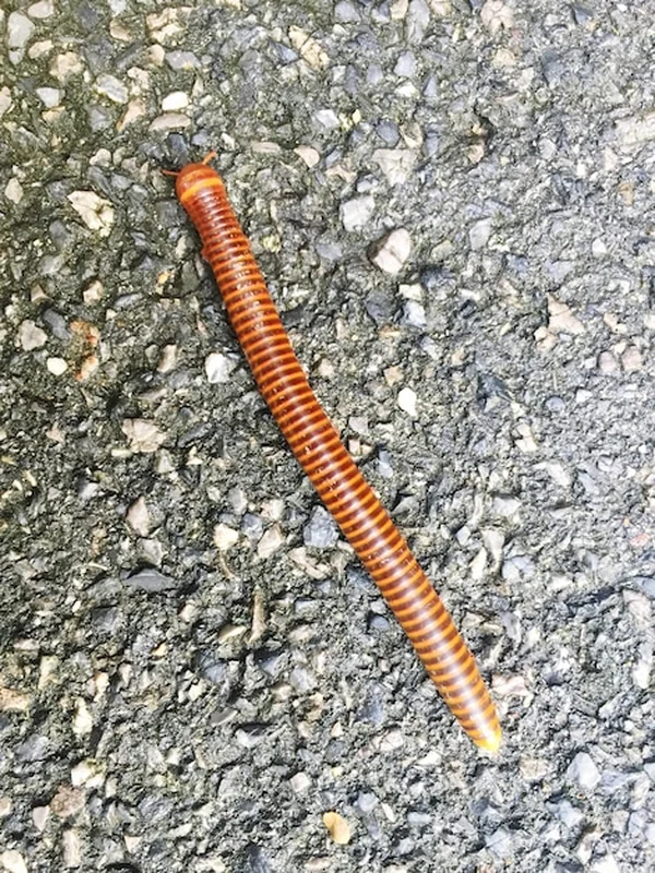 Zbliżenie jaszczurki