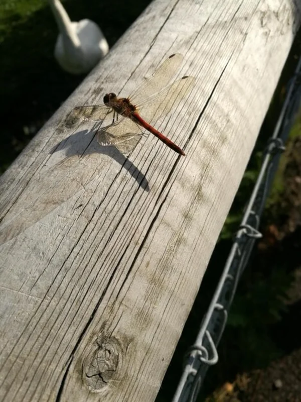 Owad siedzący na drewnie