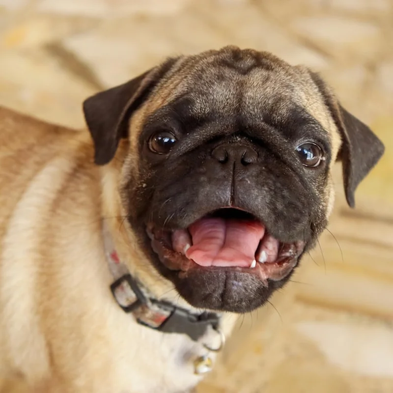 Najgłupsze psy – top 10 najmniej inteligentnych ras psów