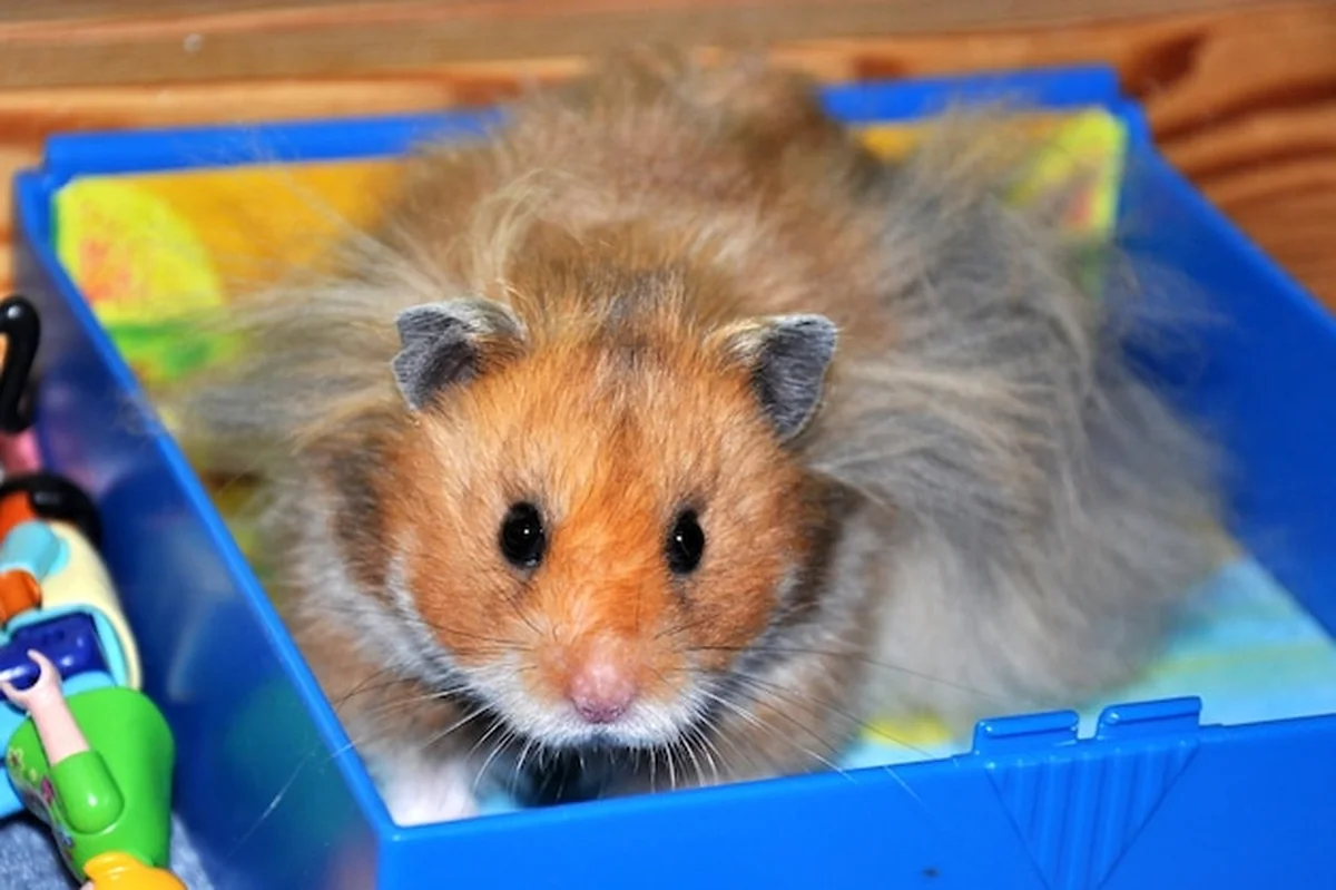 Portret chomika w niebieskim pojemniku w domu