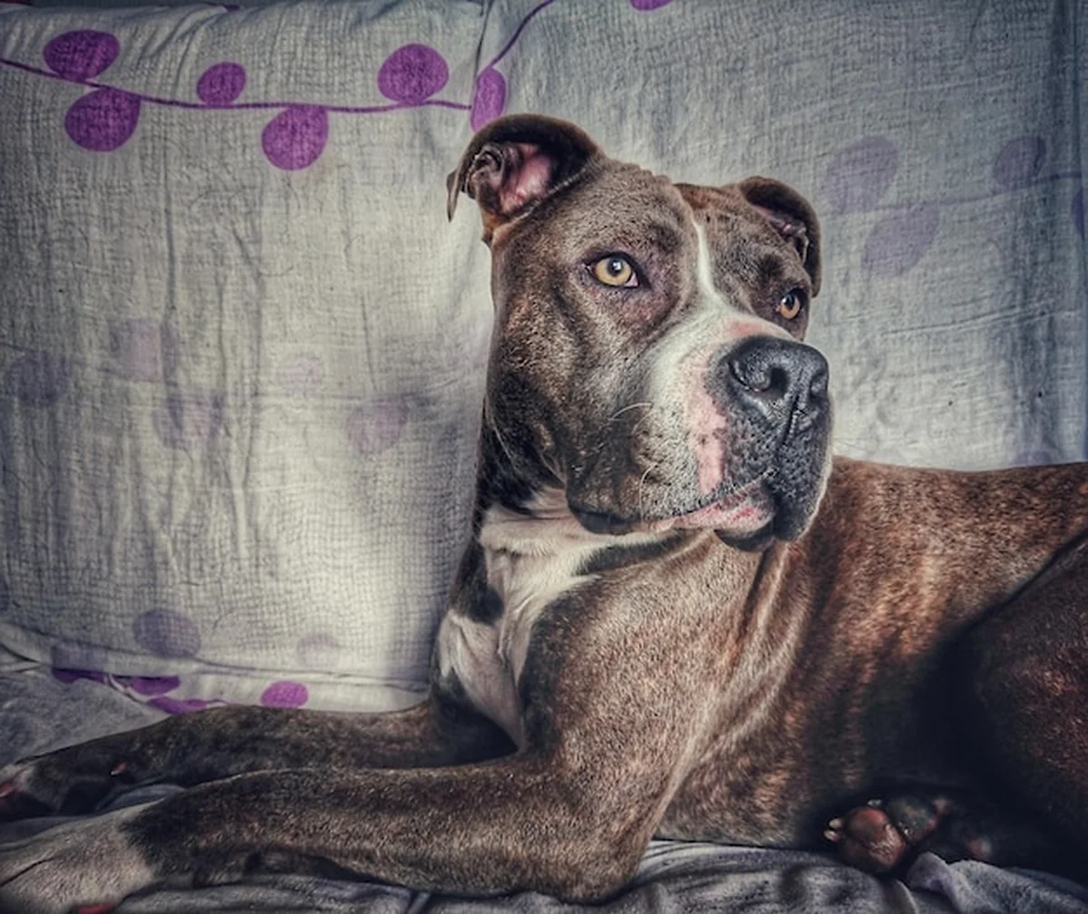 Pies leżący na kanapie