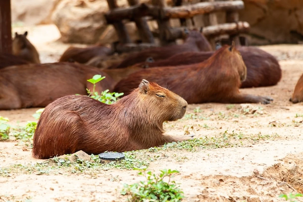 Kapibara - największy gryzoń o nazwie Hydrochoerus hydrochaeris