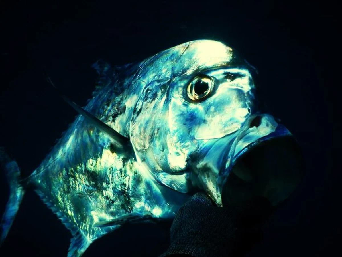 Ryby pływające w akwarium