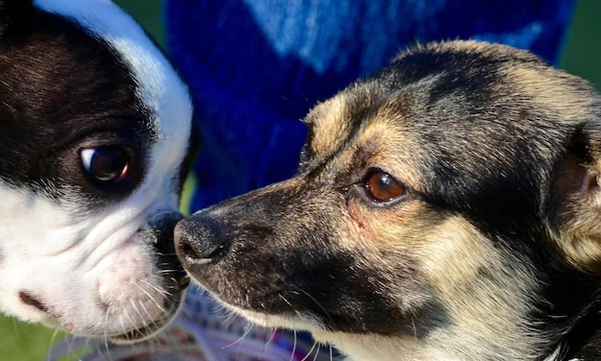 Portret psa z bliska