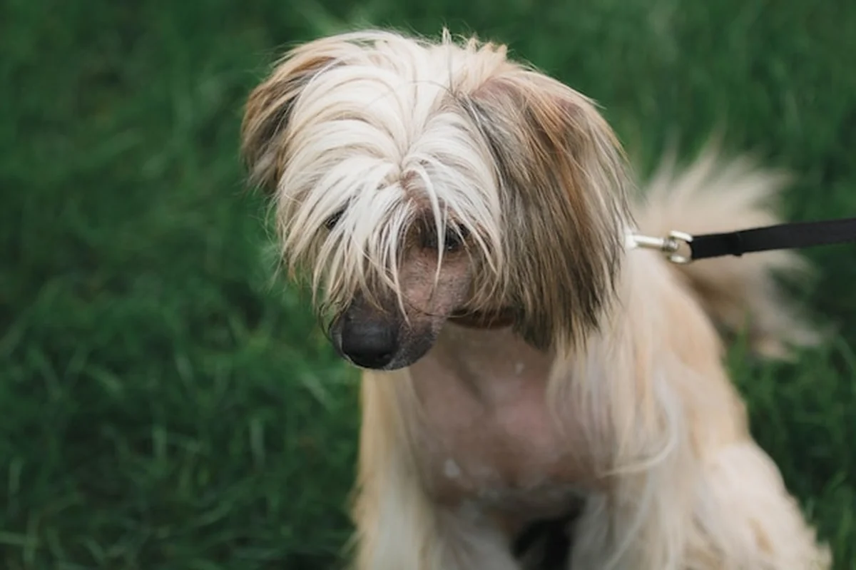 Pies o długich włosach i sierści