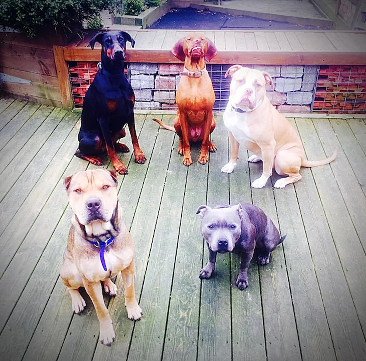 Psy spacerujące po promenadzie