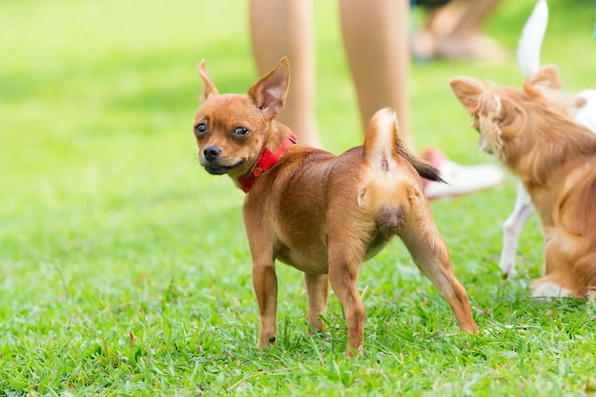 Psy biegające po polu