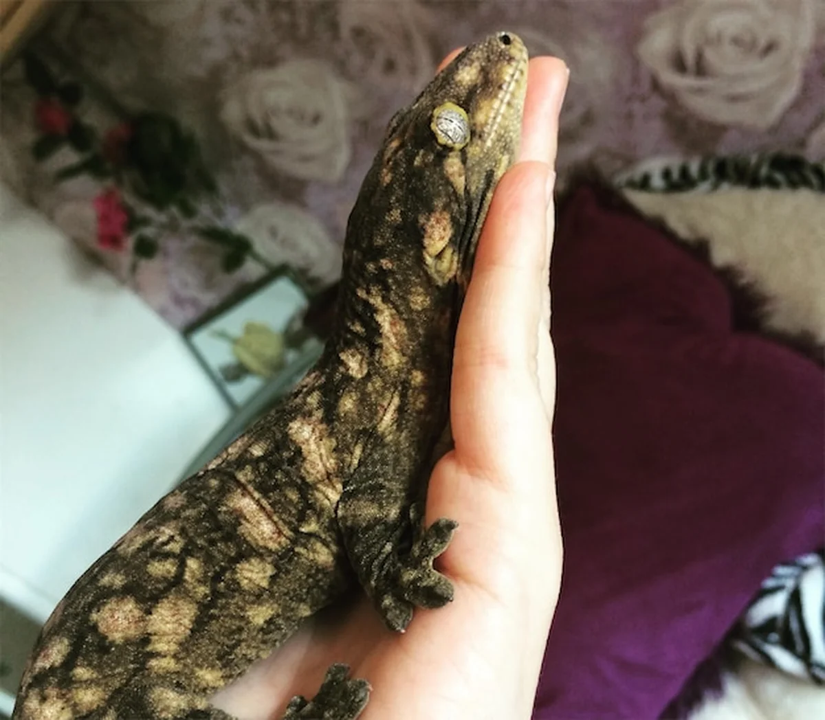 Gekon lamparczy trzymający rękę