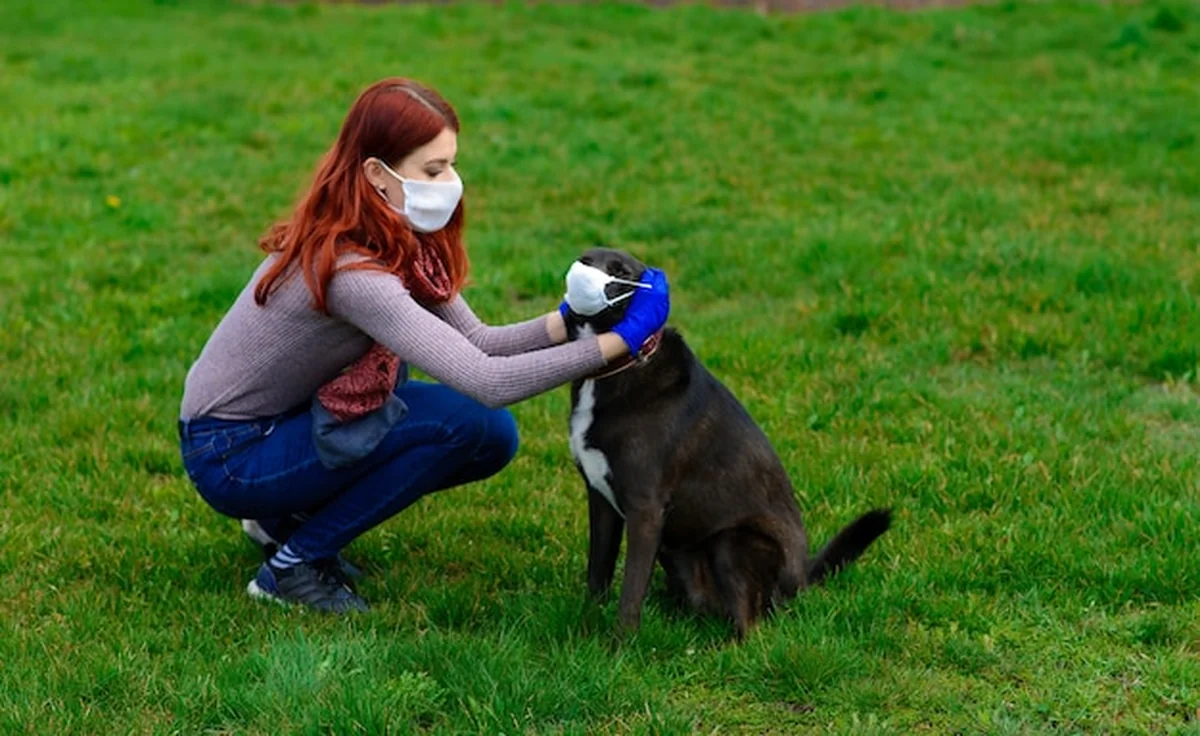 Młoda kobieta z maską na twarzy spaceruje z psem