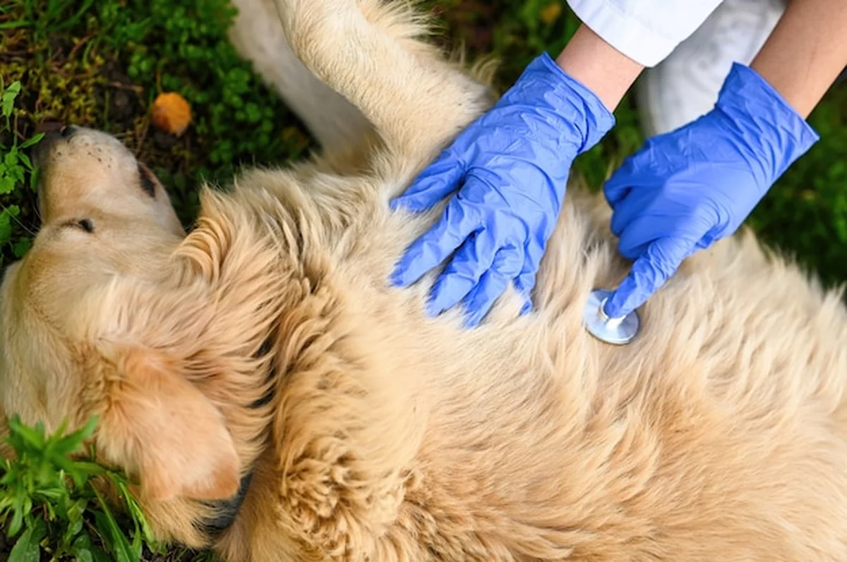 Weterynarze badające Golden Retrievera pod wysokim kątem