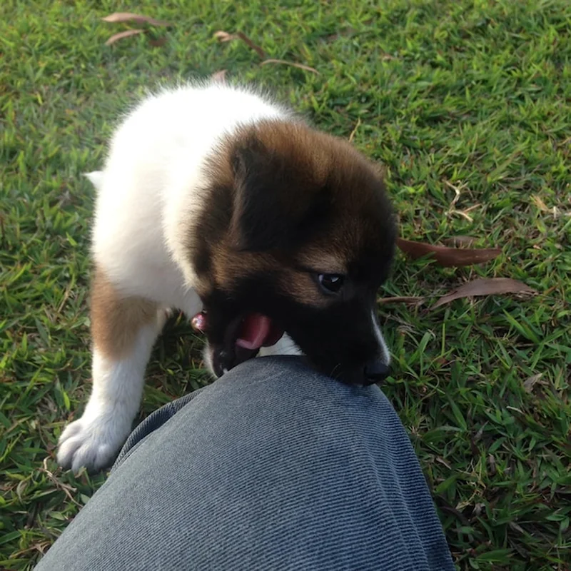 Pies gryzie człowieka w parku
