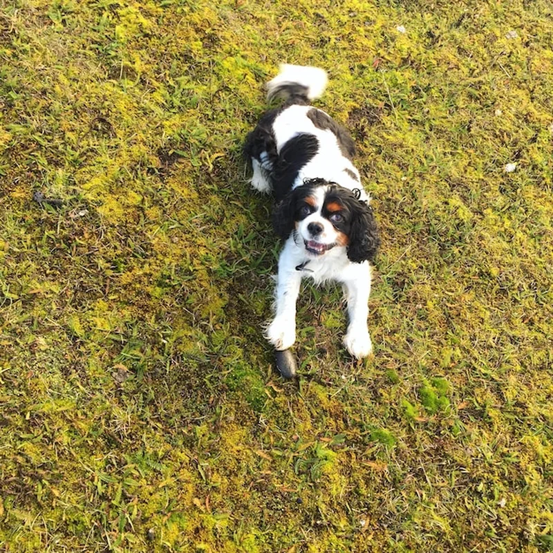 Dlaczego pies je trawę? Przyczyny i rozwiązania