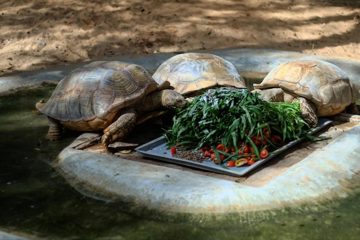 Żółw jedzący jedzenie w tacce w zoo