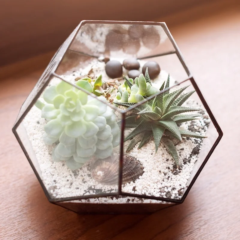 Mini ogródek sukulentów w szklanym terrarium na drewnianym parapecie