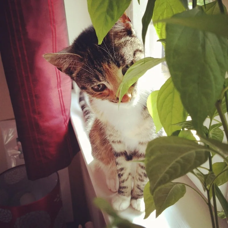 Kot odpoczywający na parapecie okna