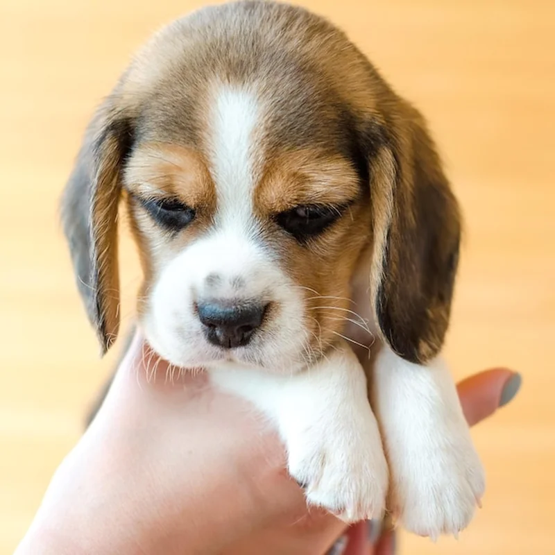 Szczeniak rasy Beagle