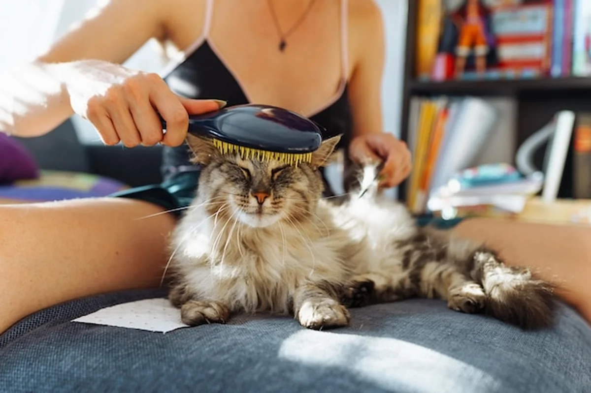 Kot z długą sierścią podczas pielęgnacji