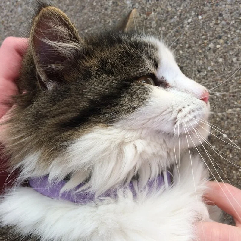 Łupież u kota – przyczyny i leczenie objawów łupieżu