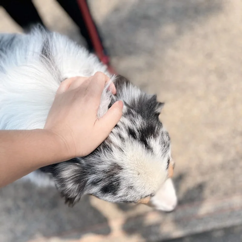 Łupież u psa – jak go rozpoznać i leczyć?