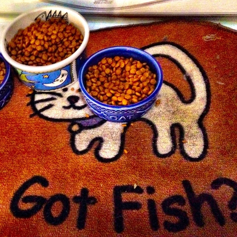 Jedzenie w misce dla kota