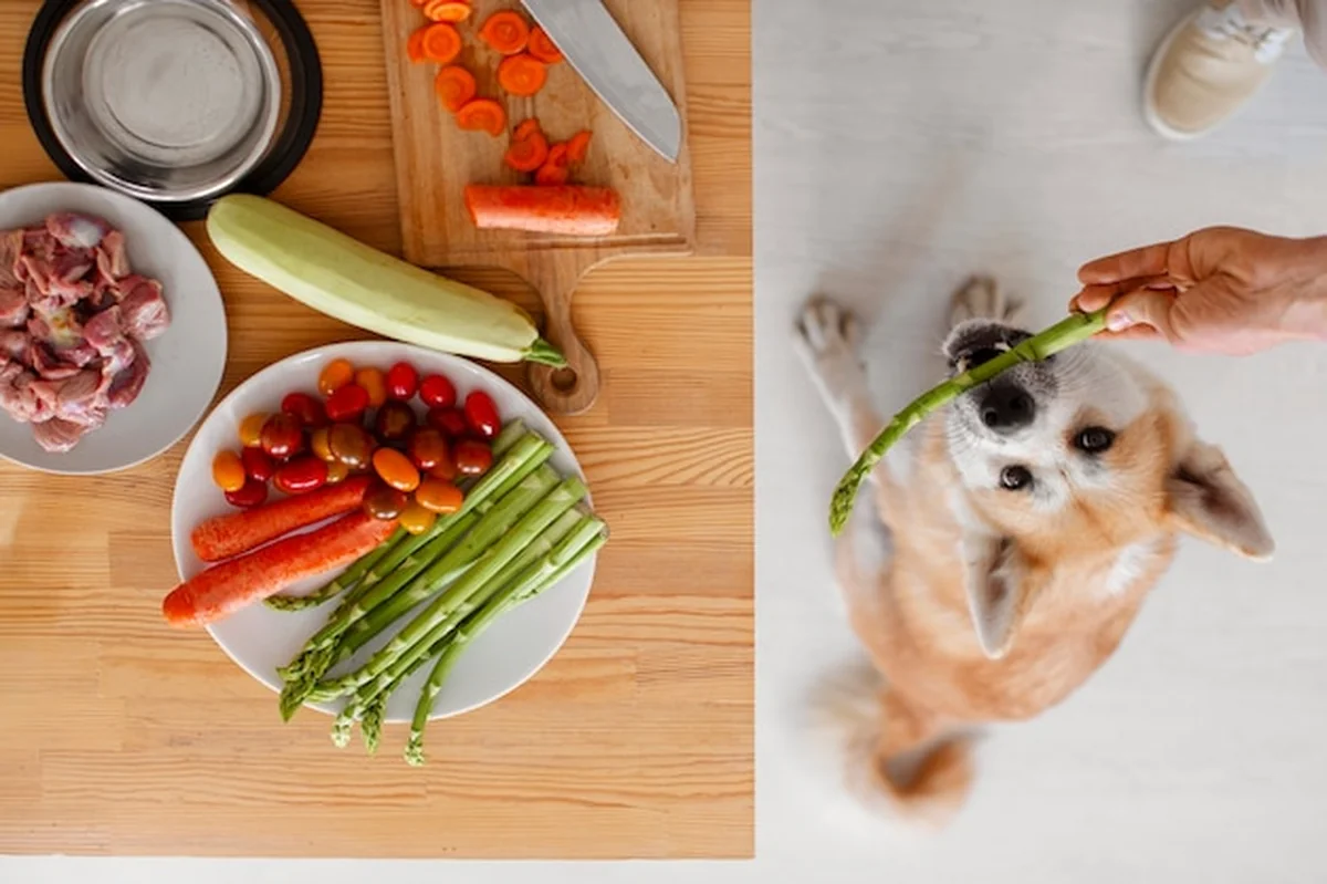 Pies je zdrowe jedzenie z bliska