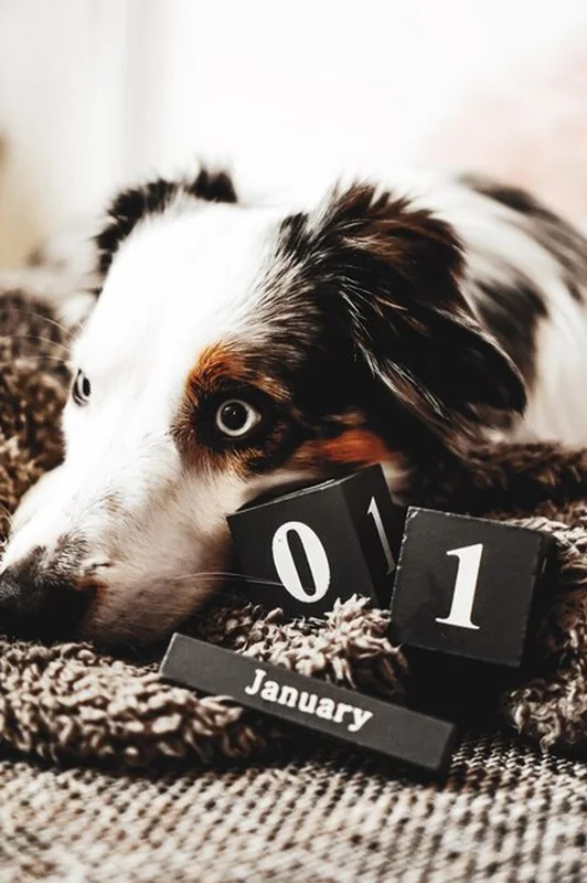 Portret psa z bliska