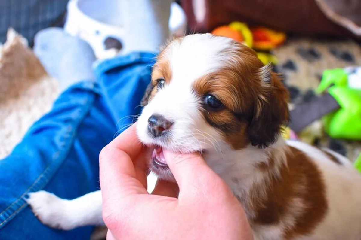 Ręka trzymająca usta szczeniaka podczas zabawy