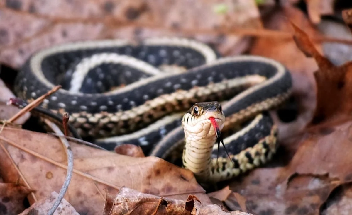 Zbliżenie węża na liściach