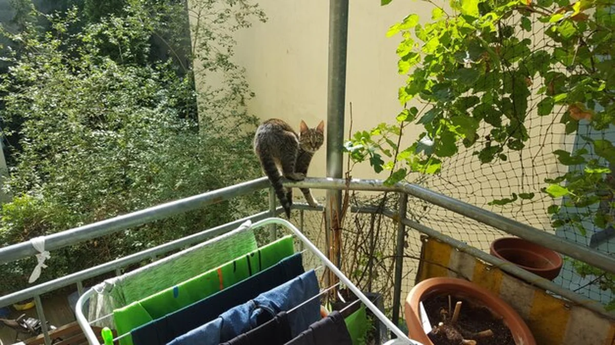 Kot siedzący na poręczy na balkonie