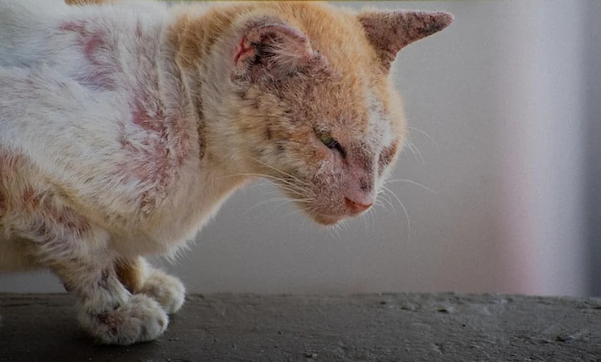 Starszy kot z zielonymi oczami