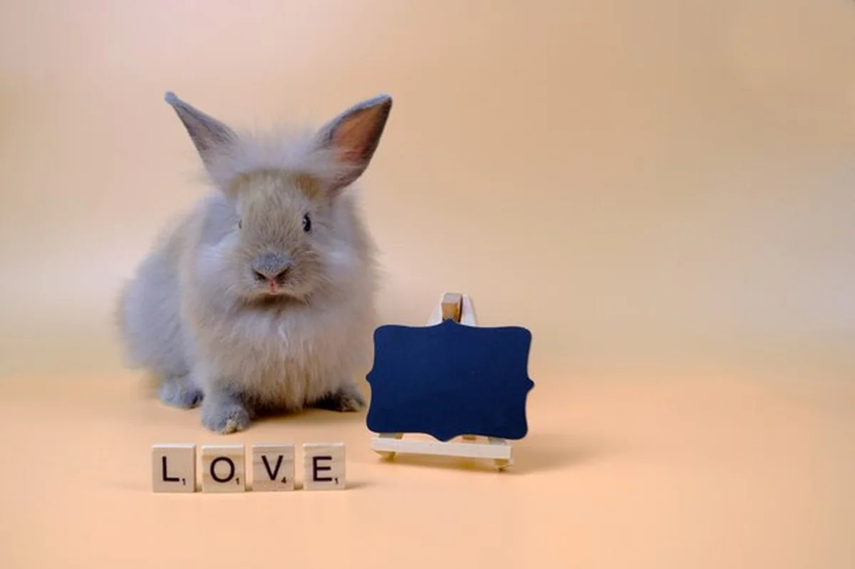 Królik na jasnobrązowym tle