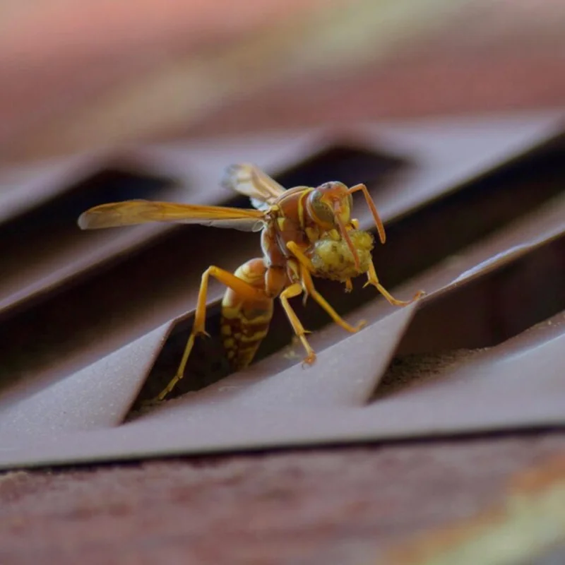 Zbliżenie osy na metalu