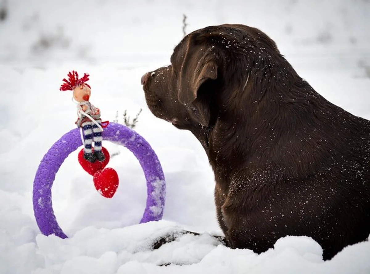 Pies na tle nieba w zimie