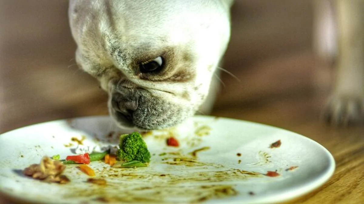 Pies jedzący jedzenie