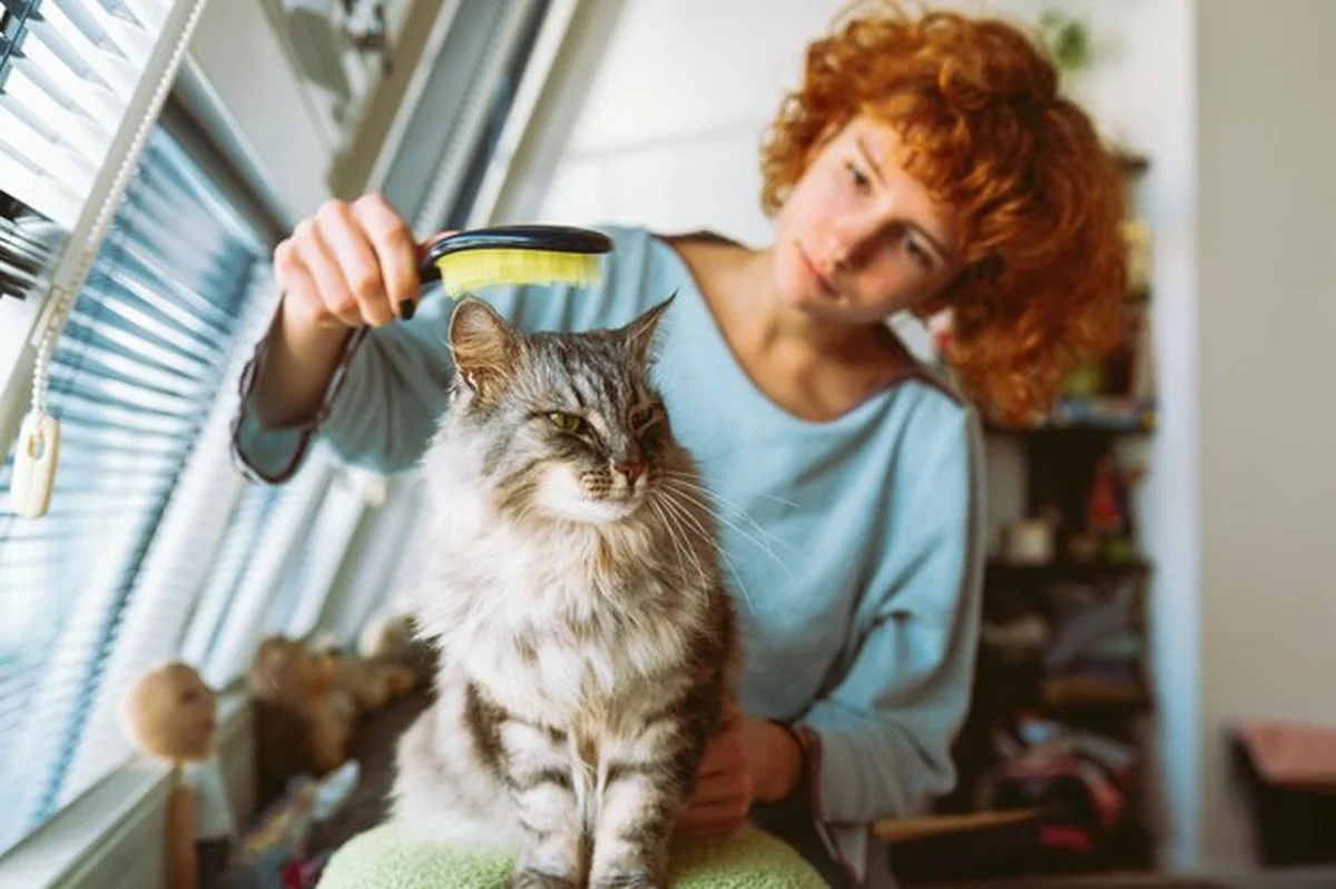 Matka szczotkuje futrzastego kota