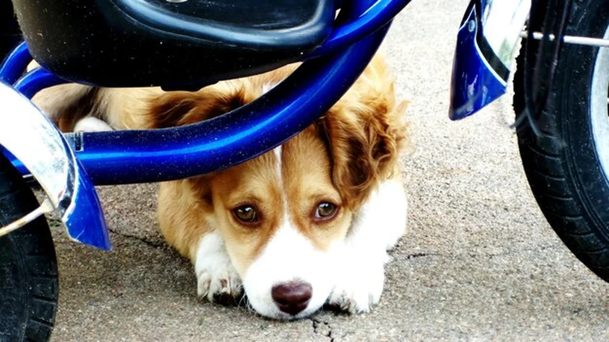 Portret psa z bliska