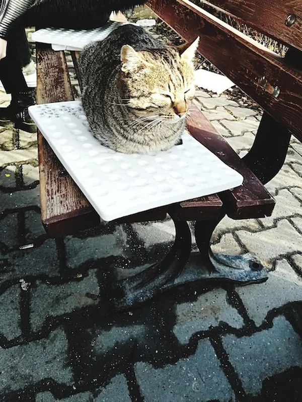 Kot siedzi na podłodze