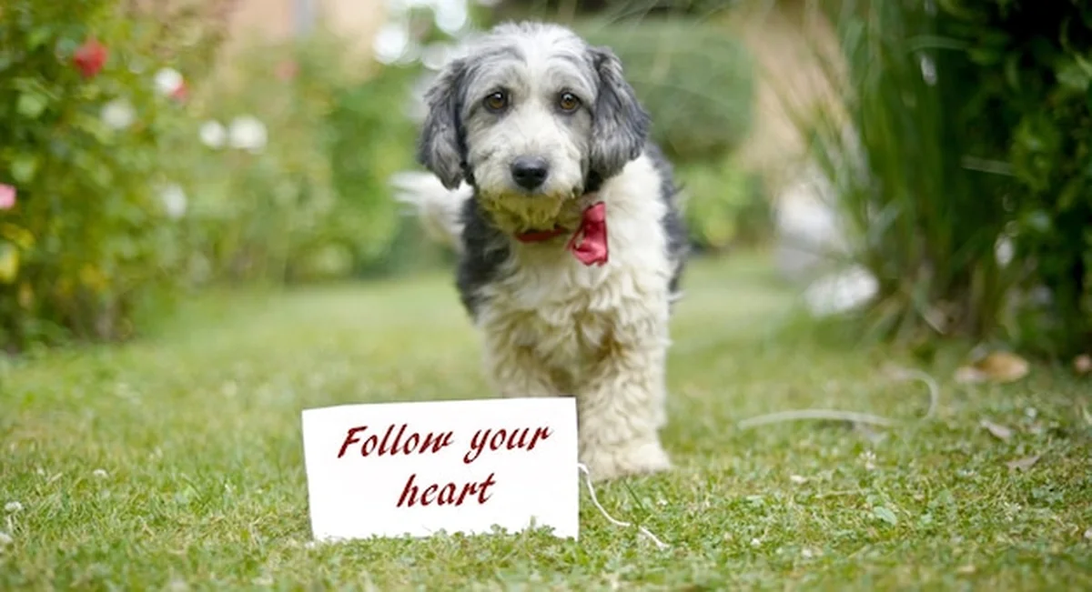 Słodki czarno-biały adoptowany pies