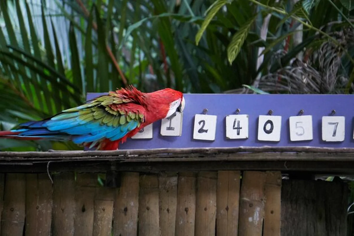 Papuga siedząca na drewnie