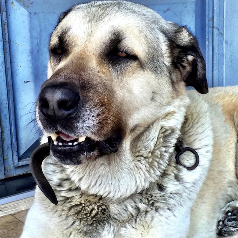 Jak skutecznie przeprowadzić czyszczenie gruczołów okołoodbytowych u psa?